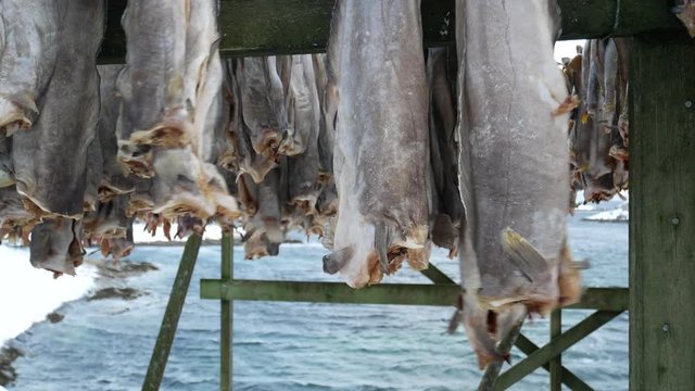 processing of stockfish, cod hanging to dry, Henningsvaer, Lofoten Islands, Norway