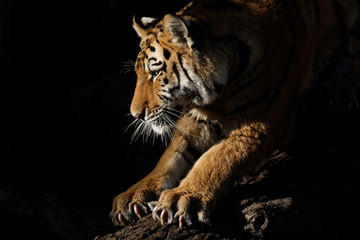 Fototapeta Tiger sharpens claws at sunset obraz