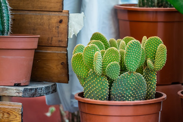 Plante succulente, cactus