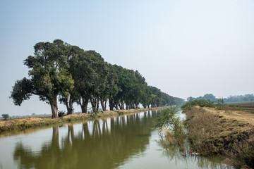 Tree reflection in water