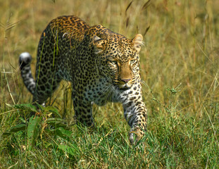 Prowliing Leopardess