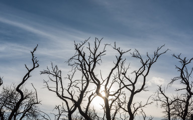 The sun between the branch fork of the treetop