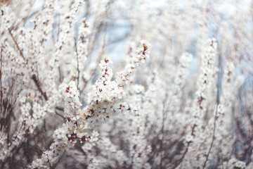 Flowering branches of tree on nature blurred background. Shallow depth of field. Spring mood. Sakura blossom  soft focus