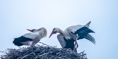 Breeding Storks happily nesting in the majestic settings of the the Convento de San Esteban (St. Stephen monastery) in the middle of the winter in Salamanca, Castile-Leon, Spain. 