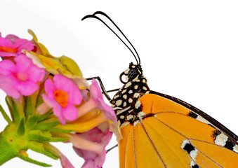  Macro Butterfly wing background, Danaus chrysippus
