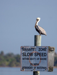 Brown Pelican observing the river