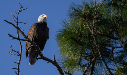 Bald Eagle perched high