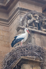 Breeding Storks happily nesting in the majestic settings of the the Convento de San Esteban (St. Stephen monastery) in the middle of the winter in Salamanca, Castile-Leon, Spain. 