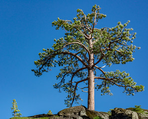 Eagle Lake Trail Jeffrey Pine in Tahoe Basin