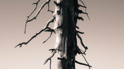 Dead trees in the winter forest