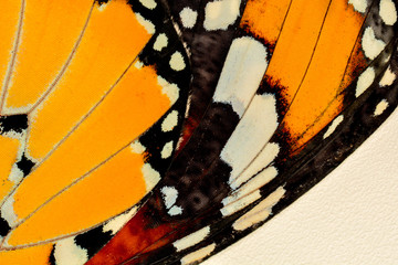  Macro Butterfly wing background, Danaus chrysippus