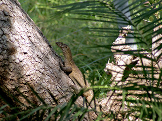 Lizard on a tree at Shaba reserve, Kenya