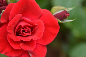 Red rose flower beauty