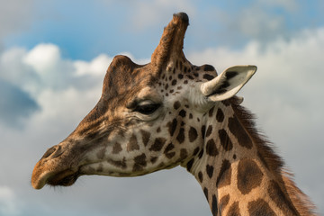 portrait of giraffe