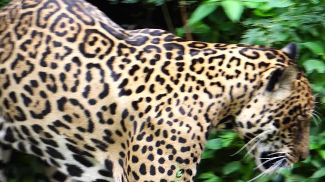Leopard walking in the woods looking for food footage 4K