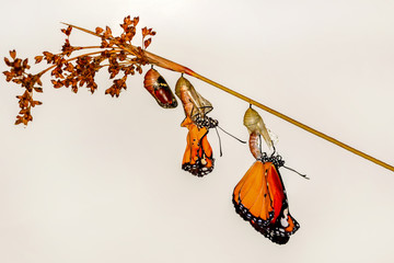A farm for butterflies, pupae and cocoons are suspended. Concept transformation of Butterfly