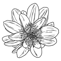 Dahlia flower, related species include the daisy, chrysanthemum, and zinnia. Ink floral art. Floral head for wedding decoration, Valentine's Day, Mother's Day, sales and other events. Vector.