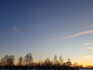 Trees in the forest in winter. Twigs of trees close-up at dusk. Trees in the evening.