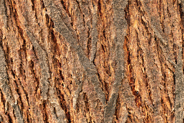 Mesquite Tree Bark