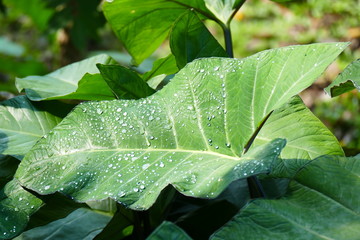 Charming blooming exotic tropical flowers on a nature background