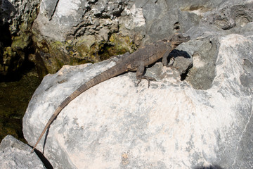 Large Iguana resting on stone during sunny day in Tulum, Mexico 