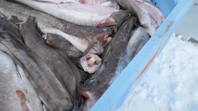 processing of stockfish, cod hanging to dry, Henningsvaer, Lofoten Islands, Norway