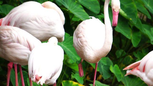 close-up head of pink flamingos footage  4K