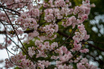 Cherry blossom in Japan. Sakura flowers and trees closesup in Tokyo, Japan during Spring time