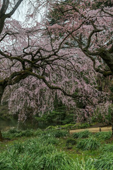 Cherry blossom in Japan. Sakura flowers and trees closesup in Tokyo, Japan during Spring time