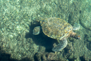 Large turtle swimming in crystal clear water in Caribbean sea, Mexico