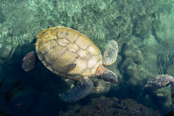 Large turtle swimming in crystal clear water in Caribbean sea, Mexico