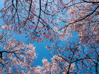 Cherry blossom in Japan. Sakura flowers and trees closesup in Tokyo, Japan during Spring time