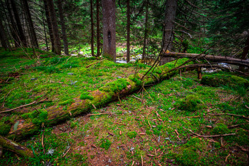 Inside of the misty forest