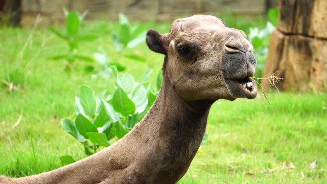 The camels are chewing dry grass with delicious footage 4K