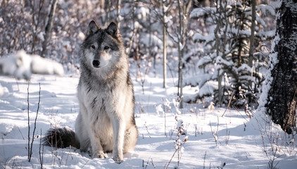 Wolf dog in snowy winter forest landscape on sunny day. 