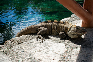 Large Iguana resting on stone during sunny day in Tulum, Mexico 