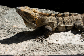 Large Iguana resting on stone during sunny day in Tulum, Mexico 
