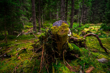Inside of the misty forest