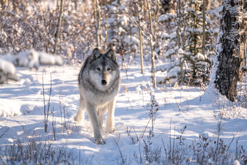 Naklejka premium Wolf dog in snowy winter forest landscape on sunny day. 