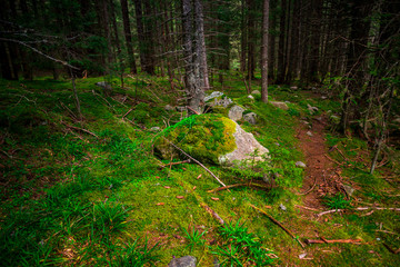 Inside of the misty forest