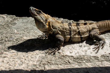 Large Iguana resting on stone during sunny day in Tulum, Mexico 