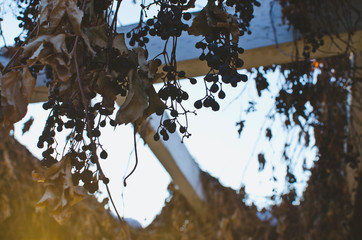Looking up at the soft dead dry grapes on the vines in the park. 