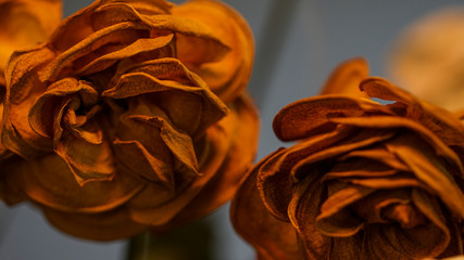 dry rose bouquet close up