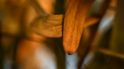 dried flower close up