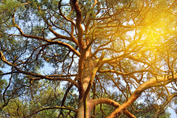 Pine trees close-up against blue sky. Natural background