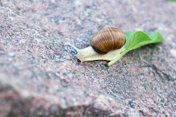 closeup of a snail crawling on a stone