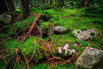 Inside of the misty forest
