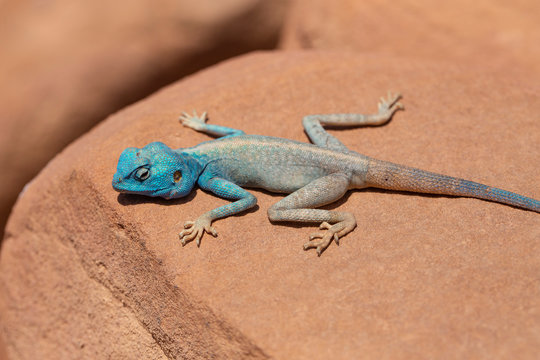 The Sinai agama (Pseudotrapelus sinaitus, formerly Agama sinaita) is an agamid lizard found in arid areas of southeastern Libya, Egypt.