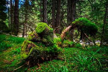 Inside of the forest