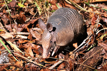 Nine Banded Armadillo (Dasypus novemcinctus) in the forest floor at Blue Spring State Park in Florida